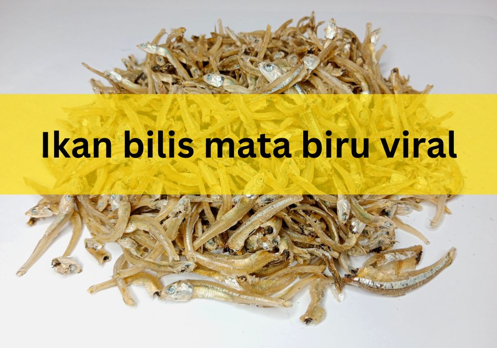 ikan bilis mata biru